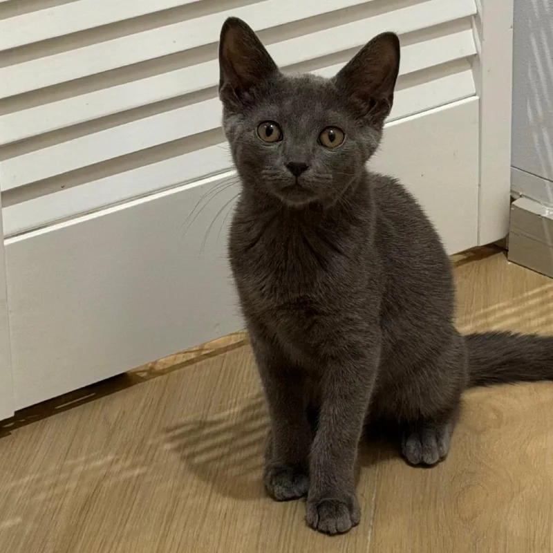 A baby small-sized male Gray / Blue / Silver Domestic Short Hair cat named Miso for adoption in Jupiter, FL