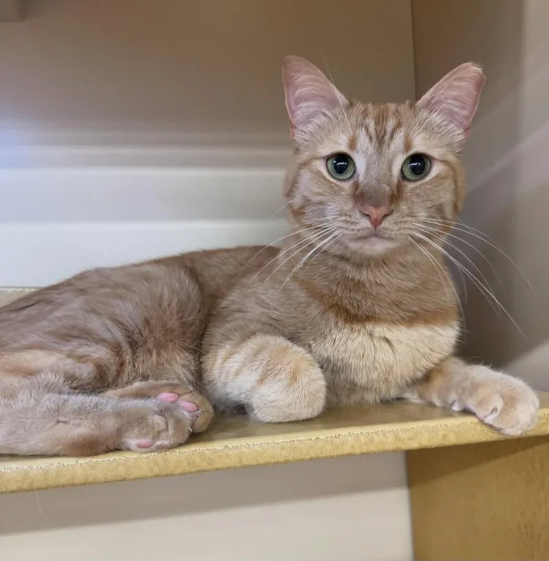 A young medium-sized female Tabby (Orange / Red) Tabby cat named Louisa for adoption in Albuquerque, NM
