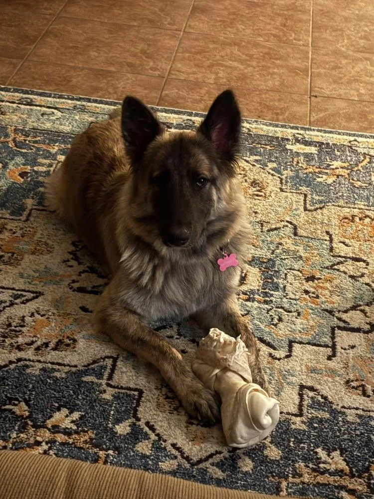 An adult large-sized female Tricolor (Brown, Black, & White) German Shepherd Dog dog named Monet for adoption in Sealy, TX