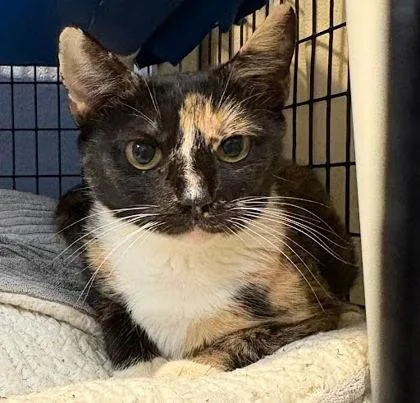 A baby small-sized female Domestic Short Hair cat named Misty for adoption in Washington, DC
