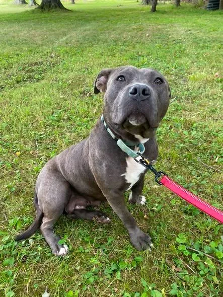 A young medium-sized female Gray / Blue / Silver American Staffordshire Terrier dog named Pumpkin for adoption in Lyndhurst, OH