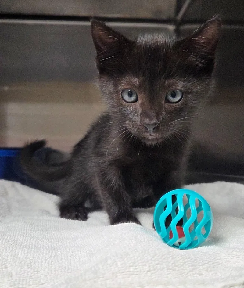 A baby small-sized male Domestic Short Hair cat named Mussel for adoption in Ocala, FL