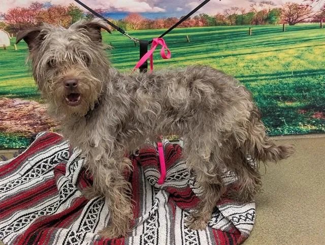 Save Me Please! Viola