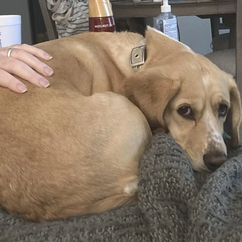 A senior medium-sized female Yellow / Tan / Blond / Fawn Beagle dog named Cagney V for adoption in Allen, TX