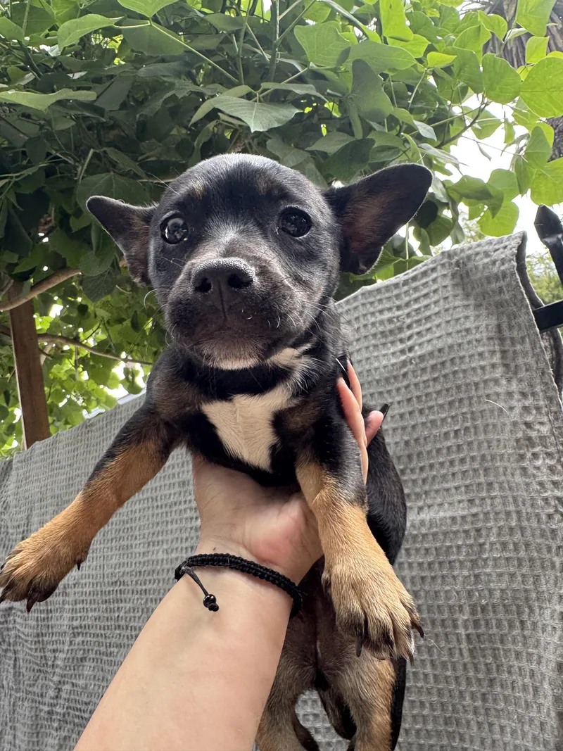 A baby small-sized female Tricolor (Brown, Black, & White) Dachshund dog named Midnite for adoption in Los Angeles, CA