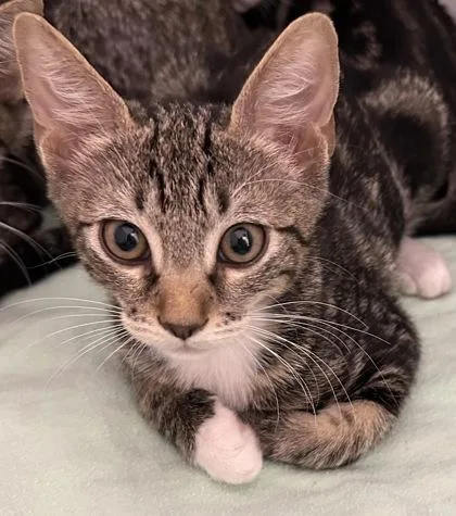 A young small-sized male Domestic Short Hair cat named Sporty for adoption in Phoenix, AZ