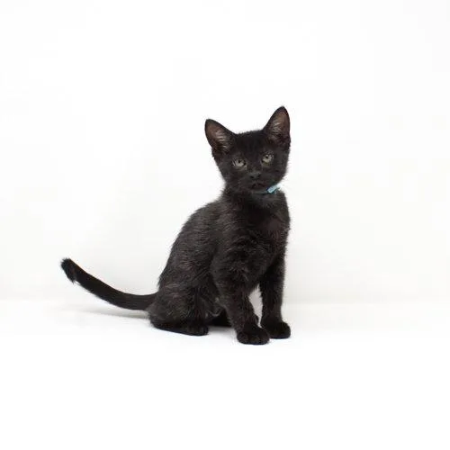 A baby medium-sized female Black Domestic Short Hair cat named Antigone for adoption in Florence, AZ