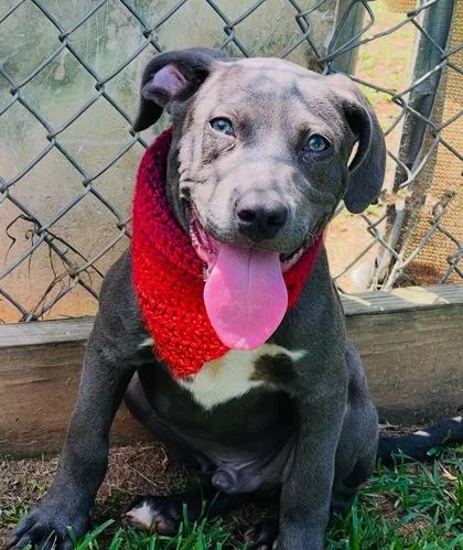 A baby medium-sized male Labrador Retriever dog named Spike $ for adoption in Seneca, SC