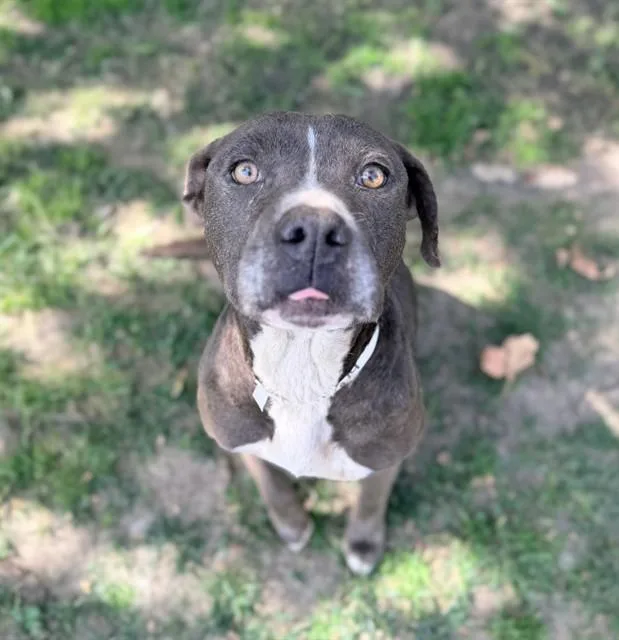 An adult medium-sized female Pit Bull Terrier dog named Graycie for adoption in Riverside, CA