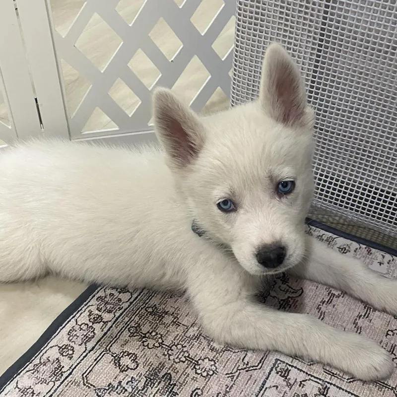 Munchkin thumbnail 2