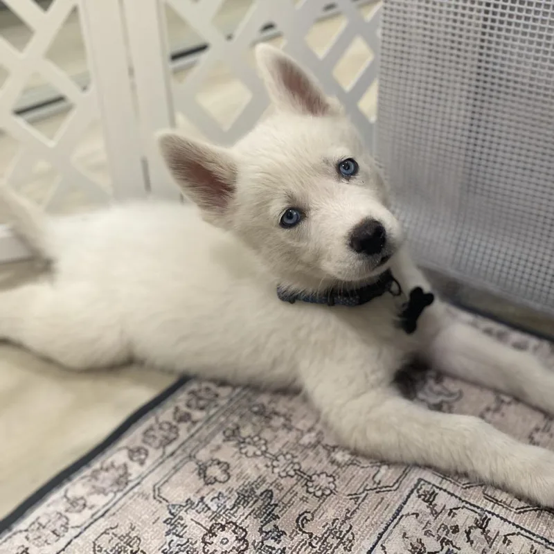 Munchkin thumbnail 3