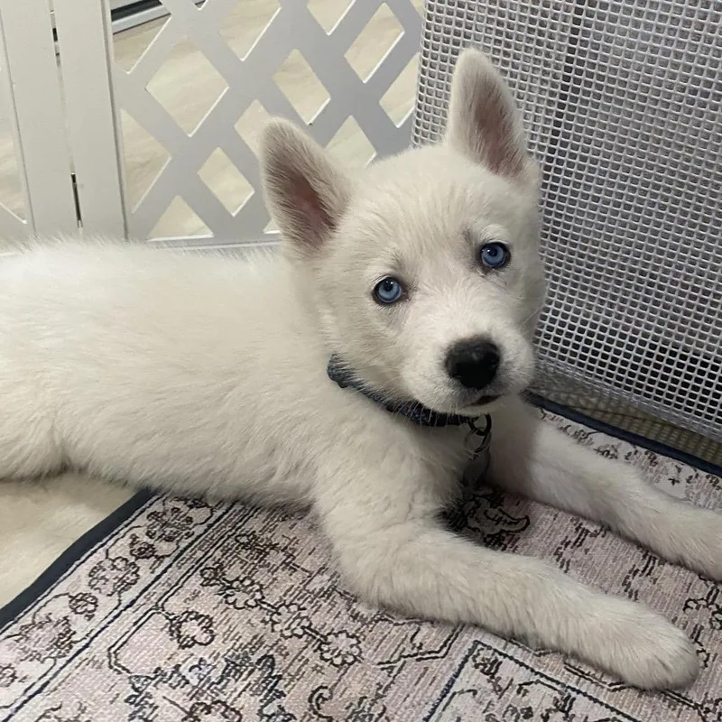 Munchkin thumbnail 4