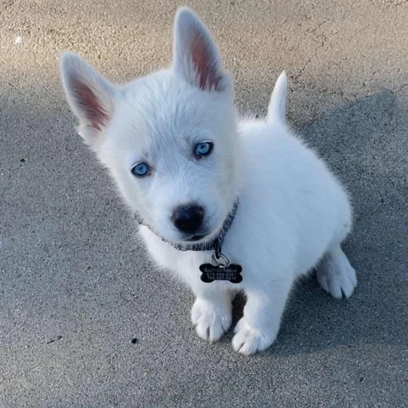 Munchkin thumbnail 5