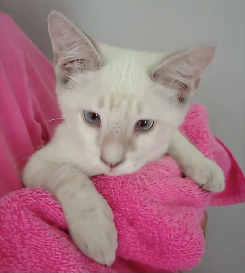 A baby medium-sized female Tabby (Brown / Chocolate) Domestic Short Hair cat named Kalani for adoption in Rochester, NY