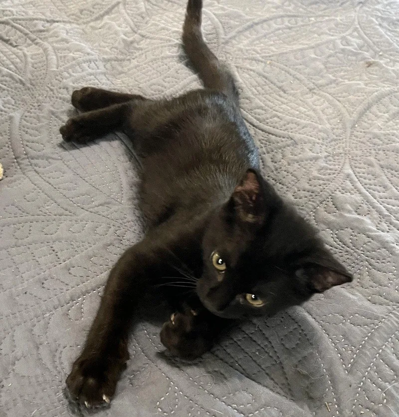 A baby medium-sized male Black Bombay cat named Onyx whatacharacter for adoption in Houston, TX