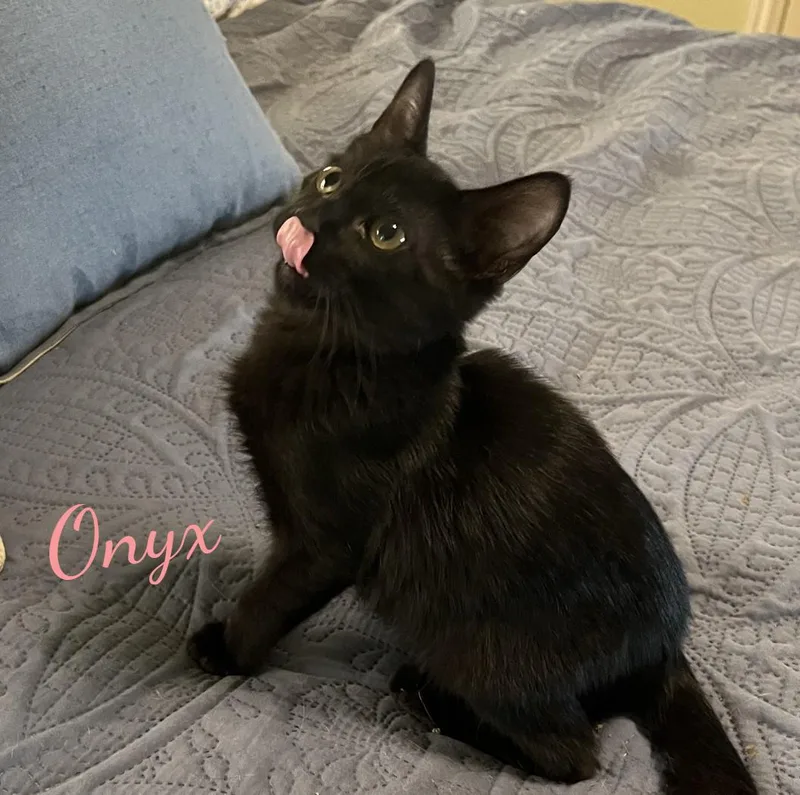 Onyx whatacharacter thumbnail 2