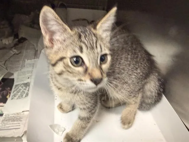 A baby medium-sized female Domestic Medium Hair cat named A for adoption in Baldwin Park, CA