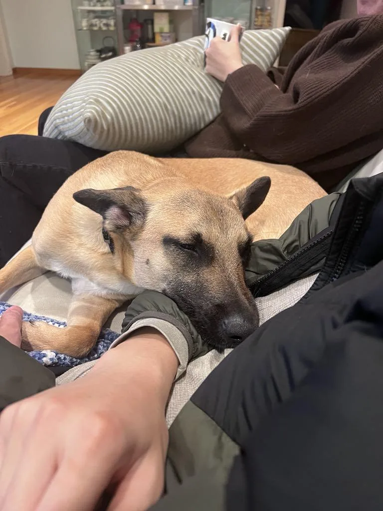 Chestnut thumbnail 2