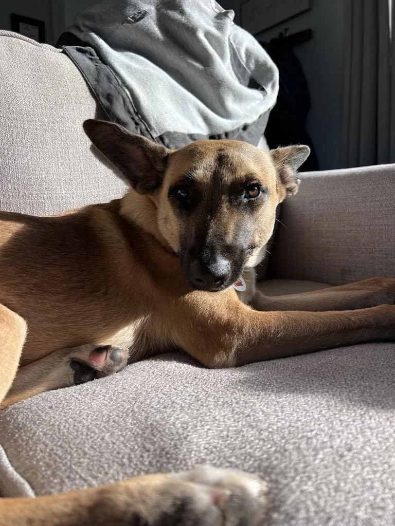 Chestnut thumbnail 3