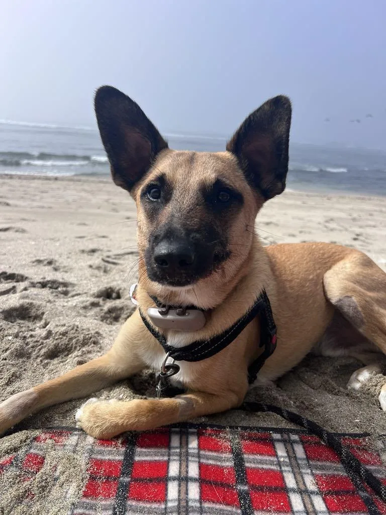 Chestnut thumbnail 4