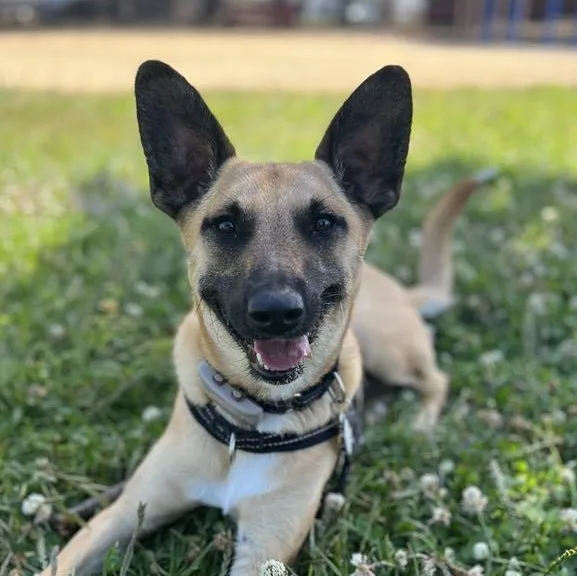 Chestnut thumbnail 5