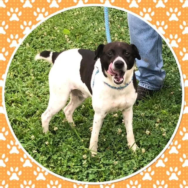 An adult small-sized male Black Feist dog named Tito for adoption in Buckhannon, WV