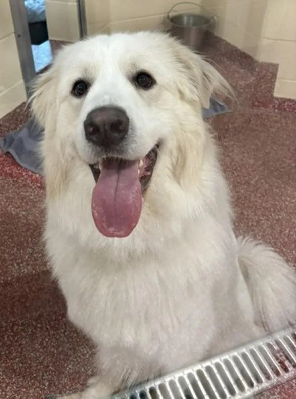 A young large-sized male Great Pyrenees dog named Kilo for adoption in Stratham, NH