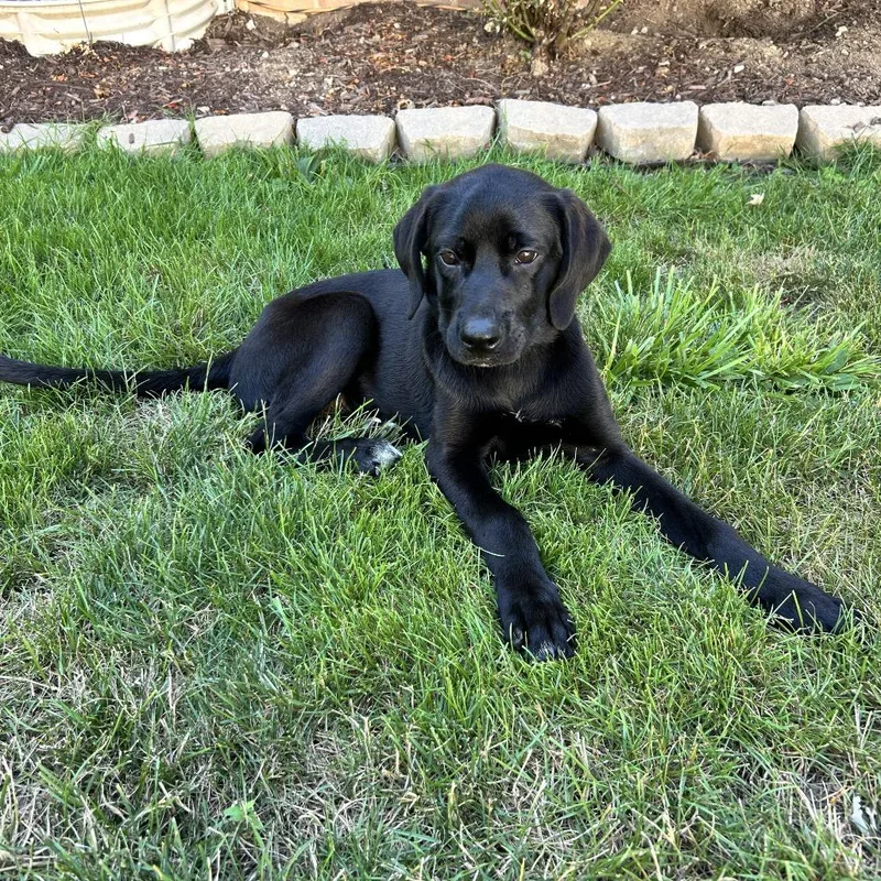 A baby medium-sized male Black Great Dane dog named Jelly Bean for adoption in Avon, OH