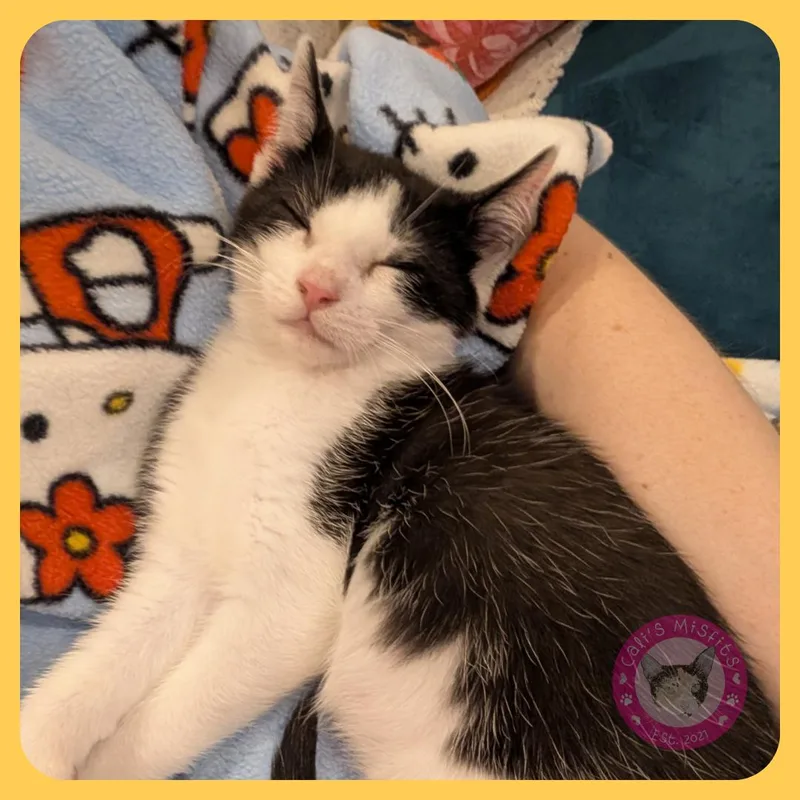 A baby medium-sized female Black & White / Tuxedo Domestic Short Hair cat named Wiley for adoption in Santa Ana, CA