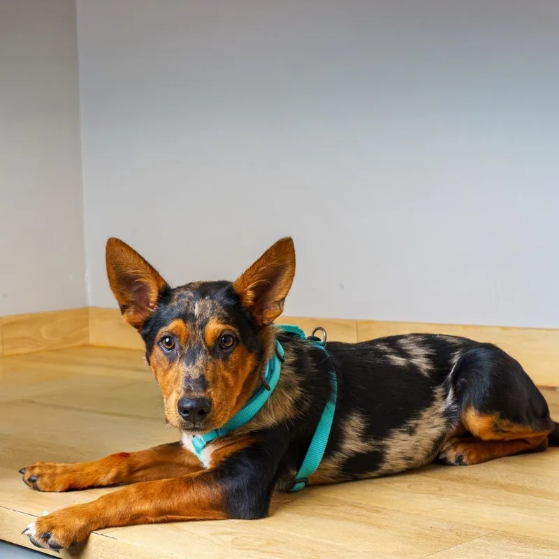 A young medium-sized male Black Cardigan Welsh Corgi dog named Finn D for adoption in Minnetonka, MN