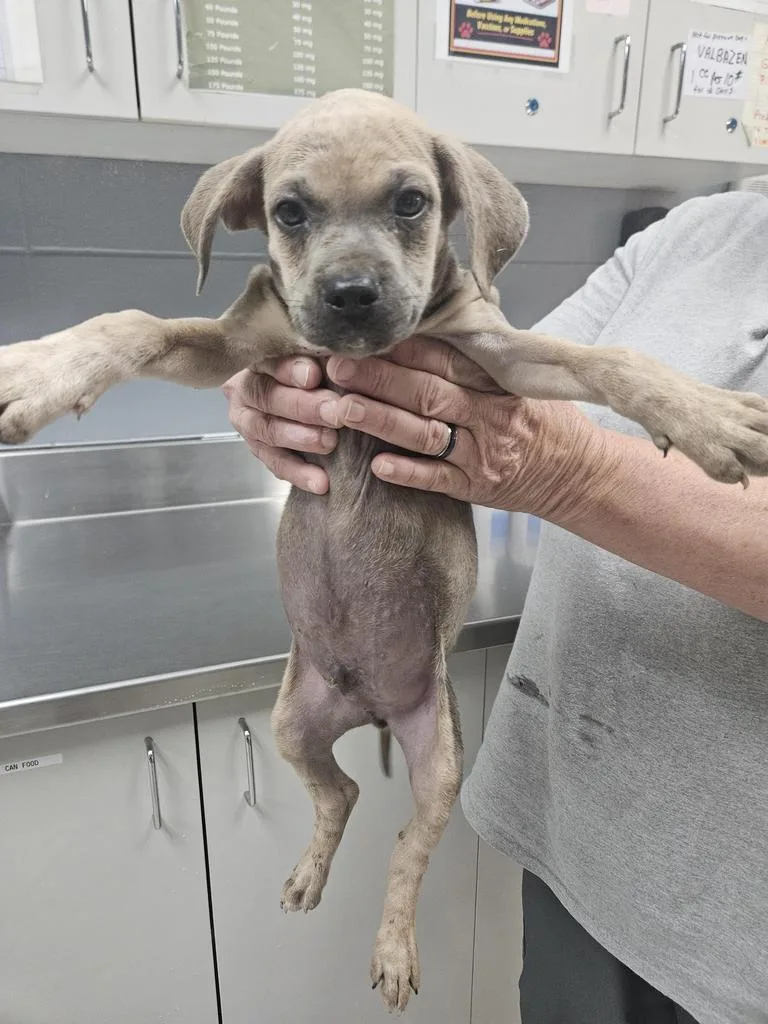 A baby small-sized male Pit Bull Terrier dog named Lestat for adoption in Livingston, LA