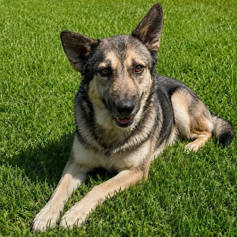 A young medium-sized male German Shepherd Dog dog named Ben Gs for adoption in Allen, TX