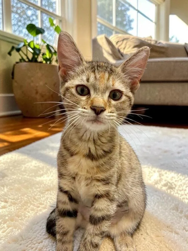 A baby medium-sized female Domestic Short Hair cat named Thea for adoption in Champaign, IL