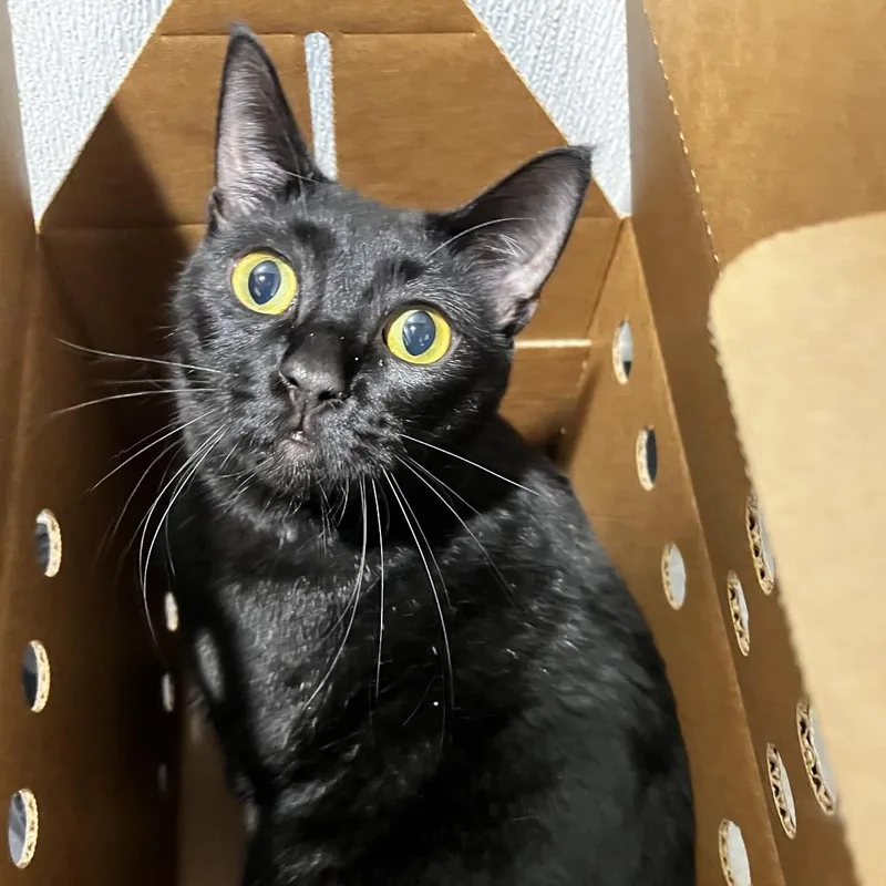 An adult large-sized female Black Domestic Short Hair cat named Zebra for adoption in Tampa, FL