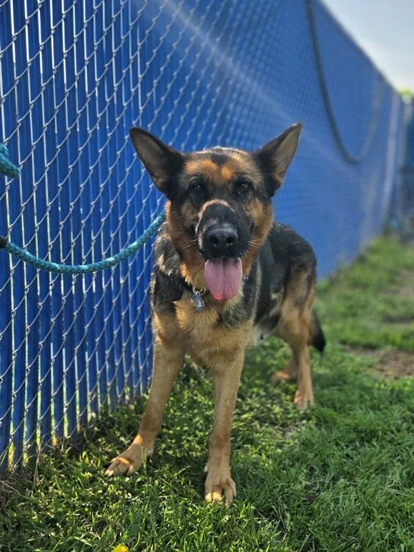 An adult large-sized female German Shepherd Dog dog named Sophie for adoption in Kennewick, WA