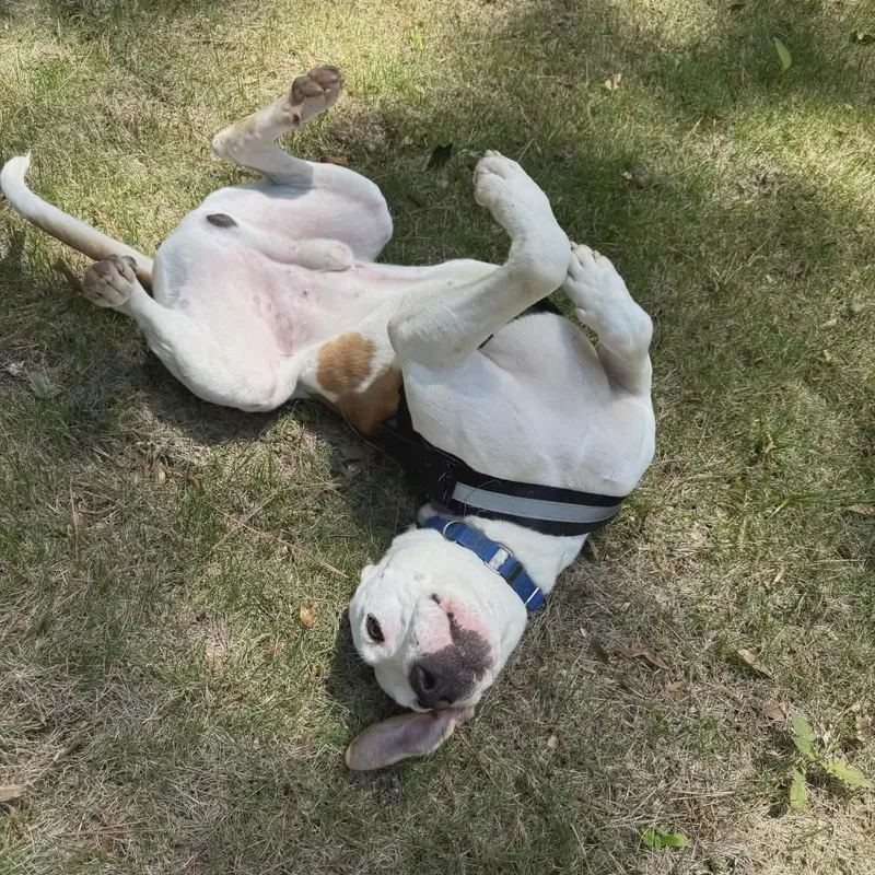 Hugo