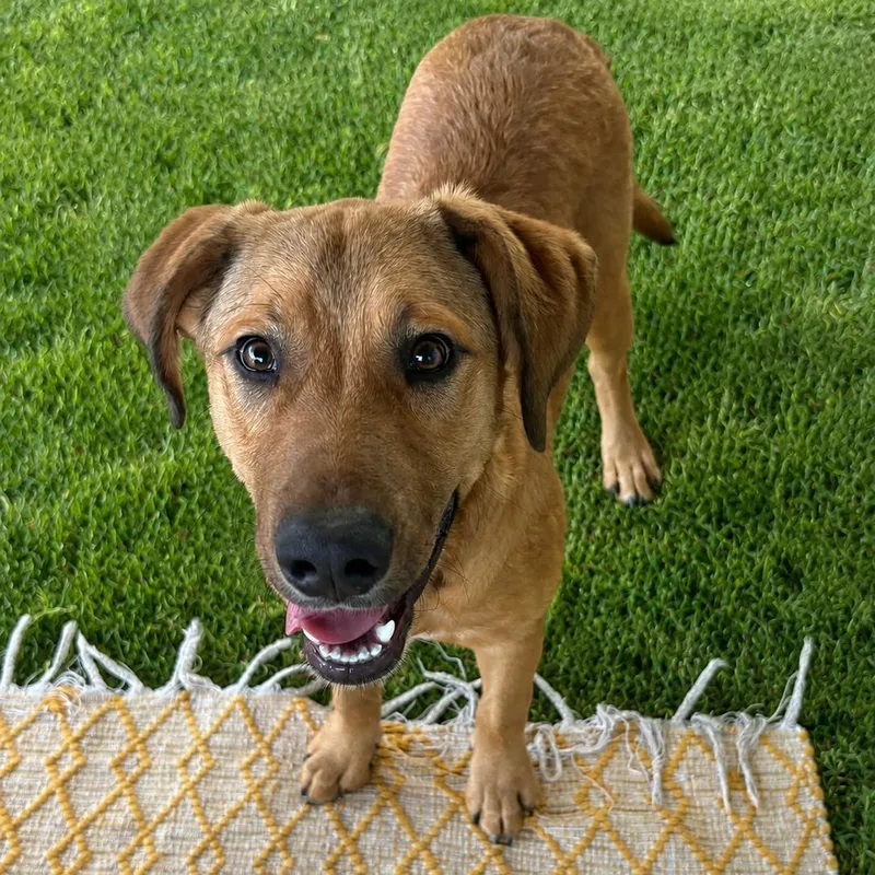 A young medium-sized female Yellow / Tan / Blond / Fawn Labrador Retriever dog named Bella for adoption in Phoenix, AZ