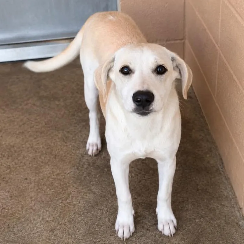 An adult medium-sized female Yellow Labrador Retriever dog named Avalon for adoption in Grand Bay, AL