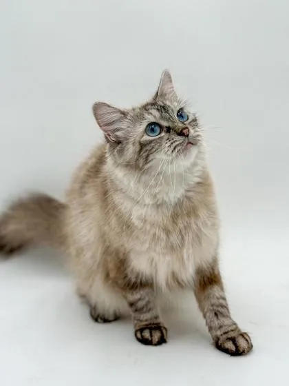 An adult large-sized female Siberian cat named Phoebe for adoption in Bowling Green, KY