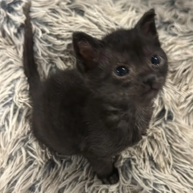 A baby small-sized female Black Domestic Short Hair cat named Vega for adoption in Roswell, GA