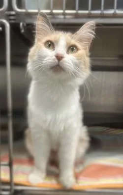 An adult medium-sized female Dilute Calico Ragdoll cat named Izzy for adoption in Siloam Springs, AR