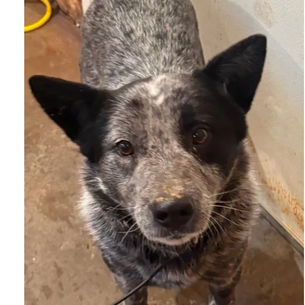 An adult small-sized male Gray / Blue / Silver Australian Cattle Dog / Blue Heeler dog named Biff for adoption in Normal, IL