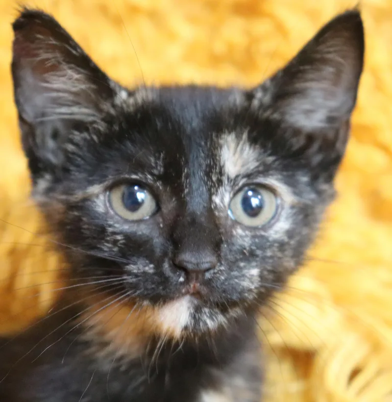 A baby medium-sized female Tortoiseshell cat named Topaz for adoption in Saint Augustine, FL