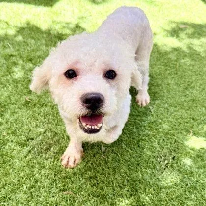 An adult small-sized male Poodle dog named Clement for adoption in Oakland, CA