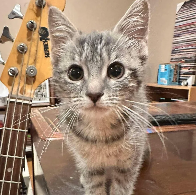 A baby medium-sized female Tabby (Gray / Blue / Silver) Domestic Short Hair cat named Sylvie for adoption in East Lansing, MI
