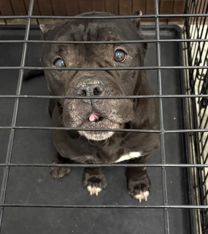 An adult medium-sized female Pit Bull Terrier dog named DA  Ruby for adoption in Glen Allen, VA