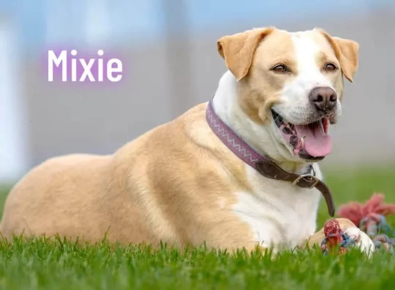 An adult large-sized female Mixed Breed dog named Mixie for adoption in Davenport, IA
