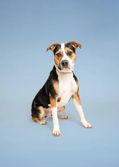 An adult medium-sized male Mixed Breed dog named Bombay for adoption in Sevierville, TN