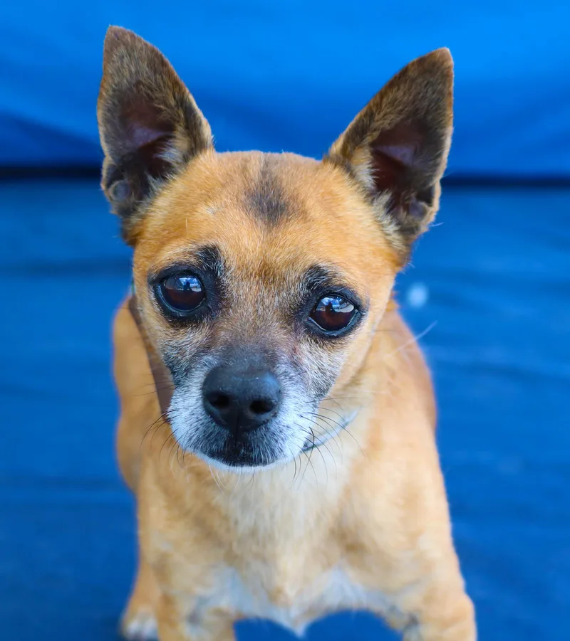 A senior small-sized male Chihuahua dog named Tabasco for adoption in Pasadena, CA