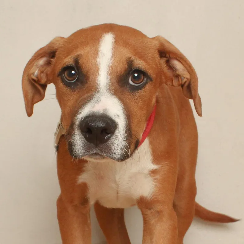 A baby medium-sized male Yellow / Tan / Blond / Fawn American Bulldog dog named Frankie D for adoption in Minnetonka, MN